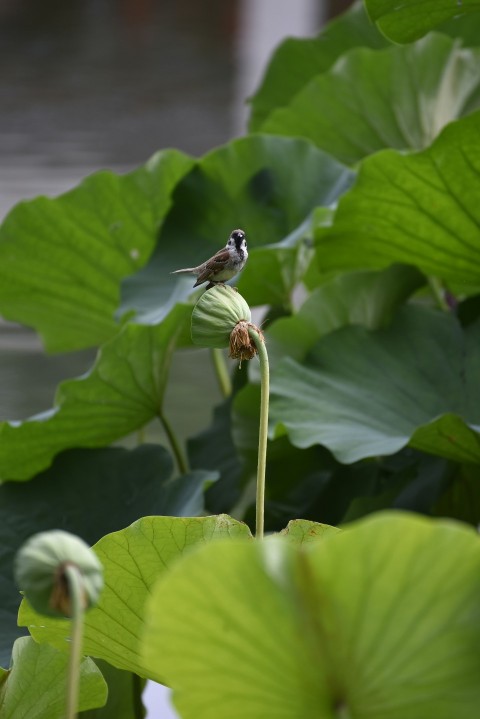 a small bird sitting on top of a green plant