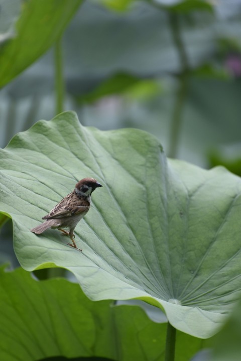 a small bird sitting on top of a green leaf 8