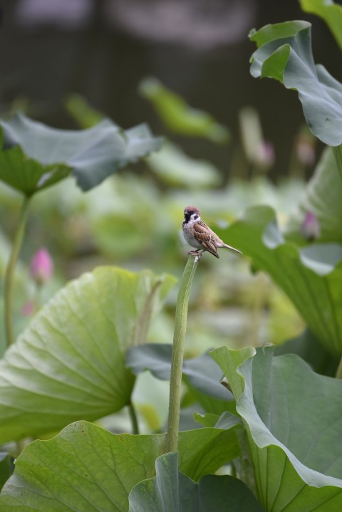 a small bird sitting on top of a green plant