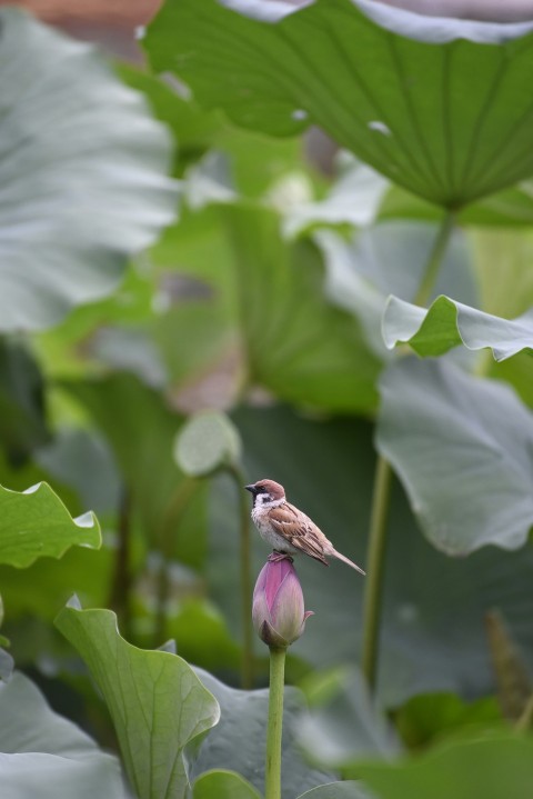 a small bird sitting on top of a pink flower