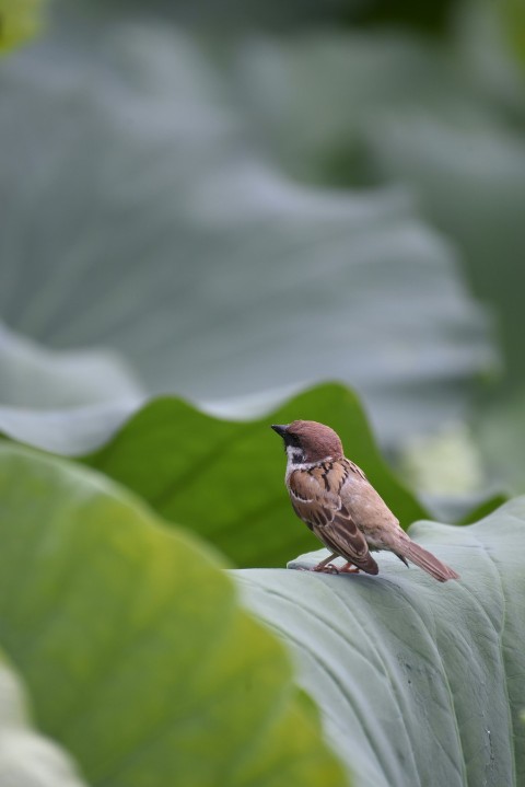 a small bird sitting on top of a green leaf