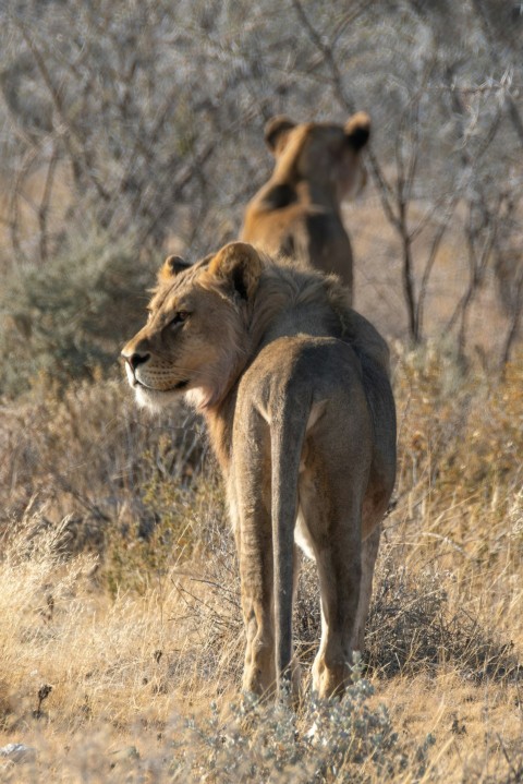 a couple of lions standing on top of a dry grass field