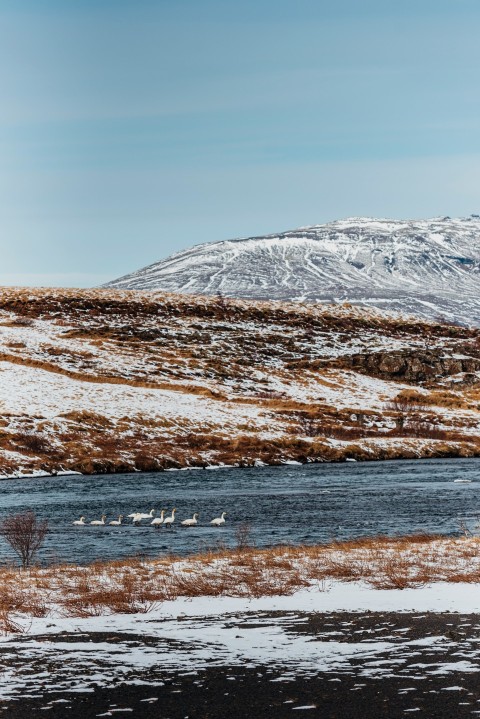 a river running through a snow covered field