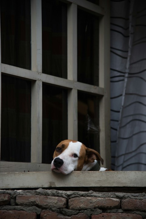 dog lies near door