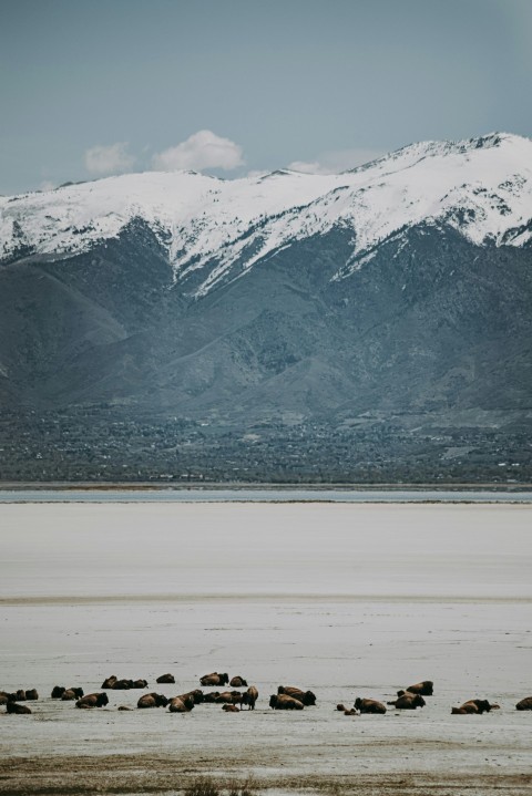 snow covered mountain during daytime