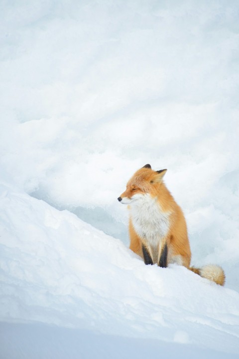 a red fox sitting on top of a snow covered slope