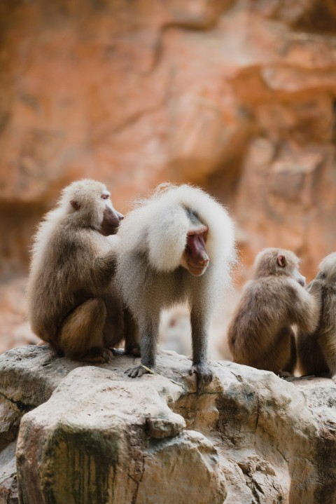 two monkeys on tree branch during daytime