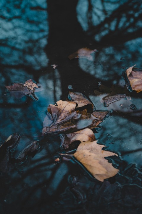 brown leaves on body of water