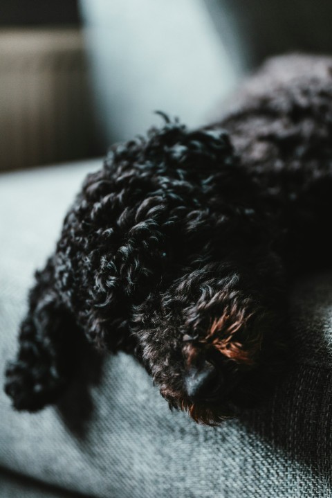 black and gray toy poodle