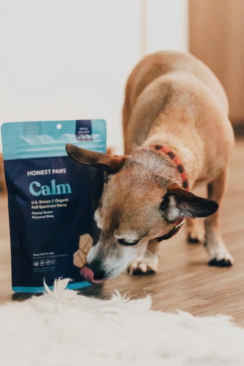 brown and white short coated dog