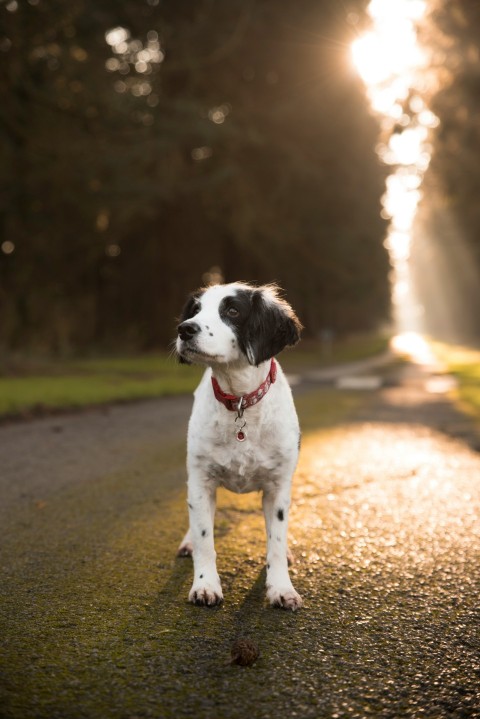 short coated white and black dog on road