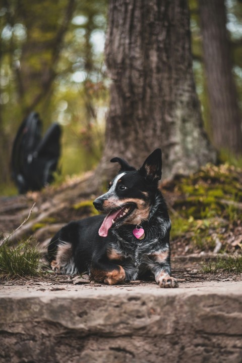 short coated black dog near tree