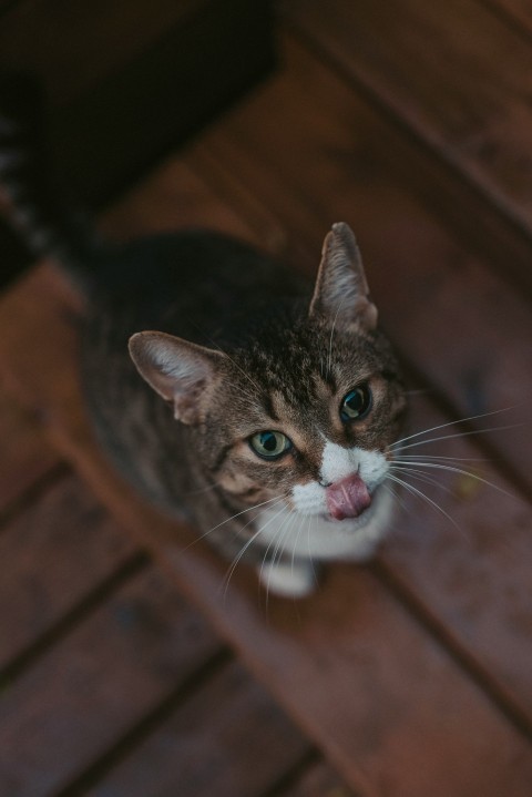 brown tabby cat with white eyes