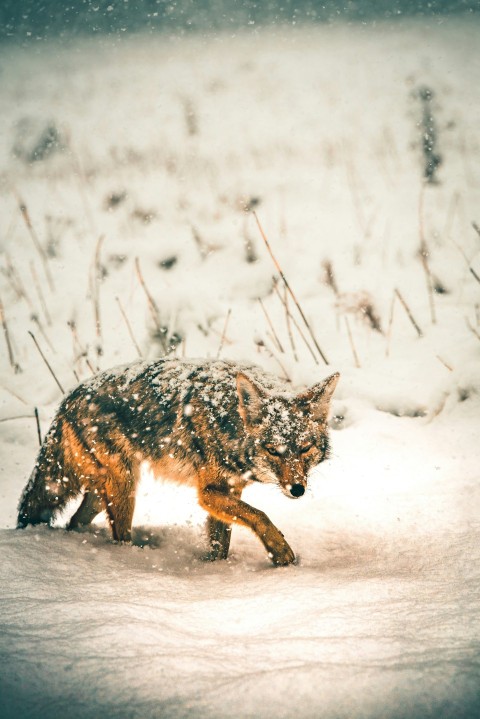 black and brown fox standing on snow during daytime VTci