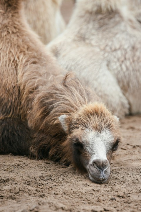 white and brown animal lying on brown sand during daytime