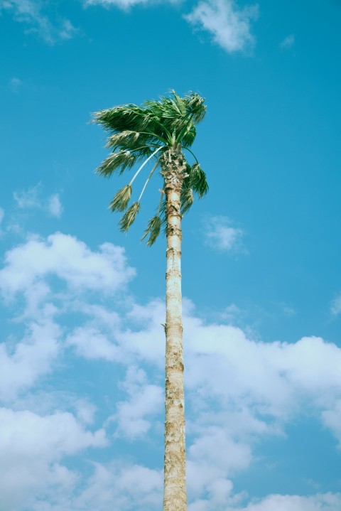 low angle photo of palm trees under blue sky Ou7wbX