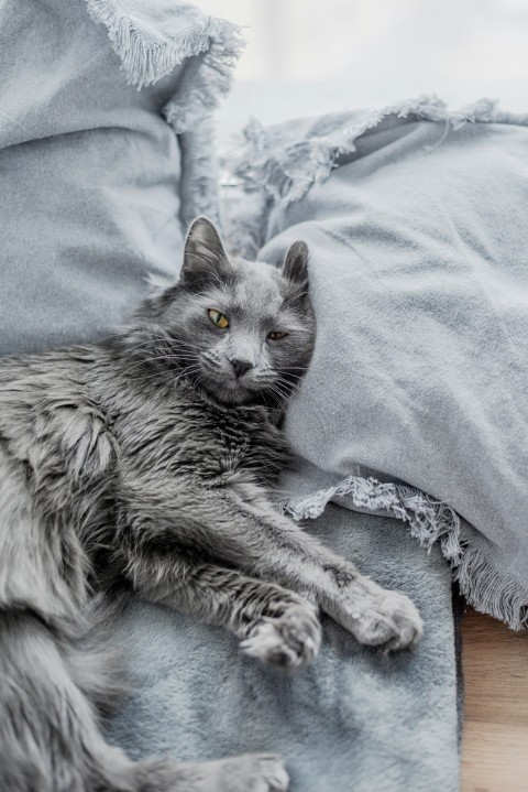 a gray cat laying on top of a blue blanket VVr