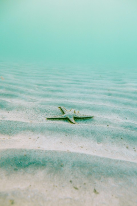 white starfish on sand underwater during daytime UCIZh0