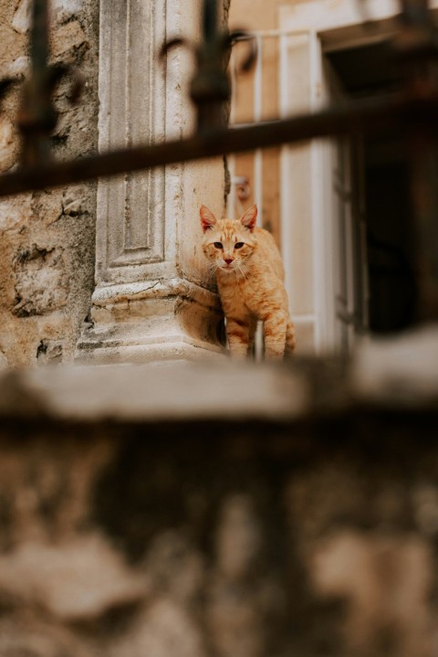 an orange cat sitting on a window sill