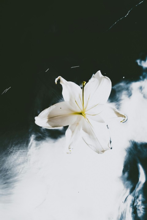 white and yellow flower on black surface 3Ci