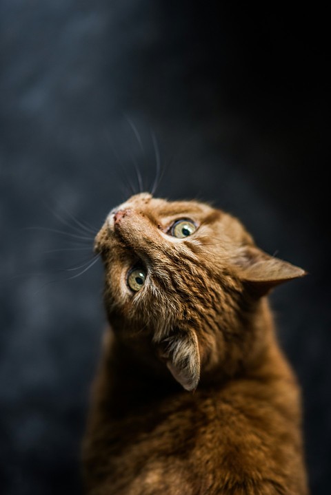 selective focus and low angle photography of orange tabby cat KfPwby