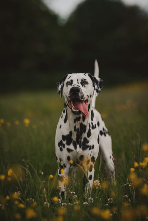 black and white dalmatian dog on green grass field during daytime 1TCW0pS