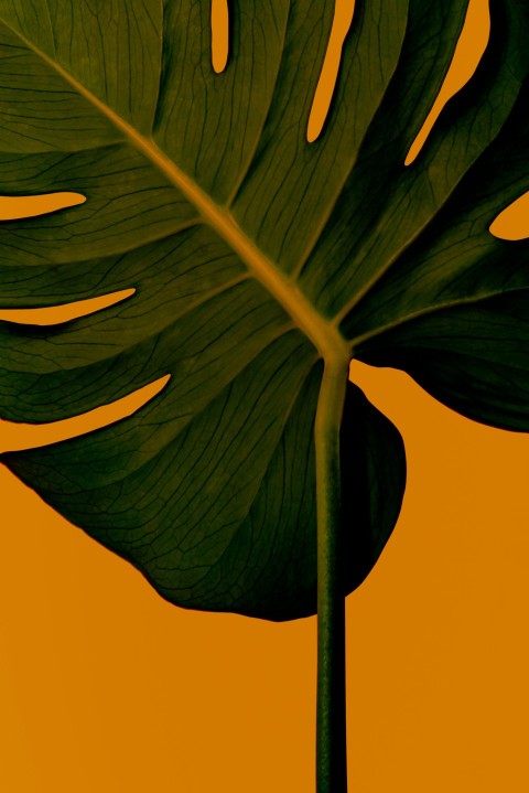 a large green leaf on a yellow background _9wIA