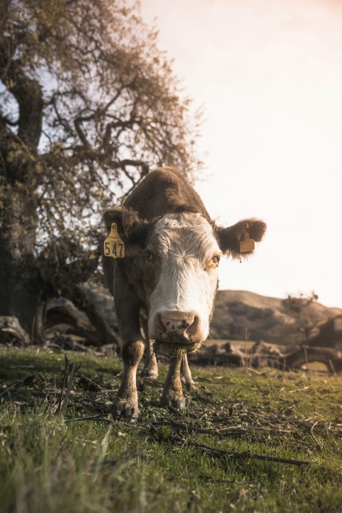 gray and white cow