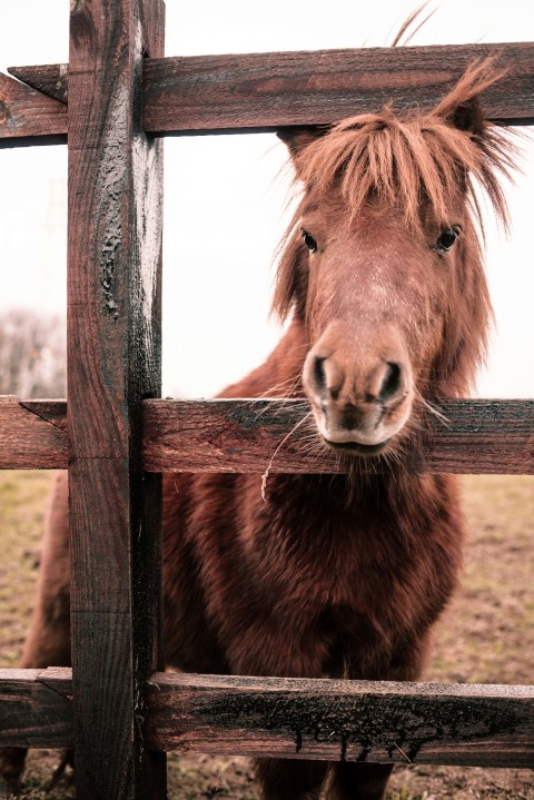 brown young horse by the wooden fence kJ m