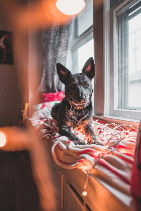 selective focus photography of short coated black dog beside window