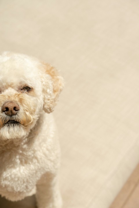 white poodle on white textile