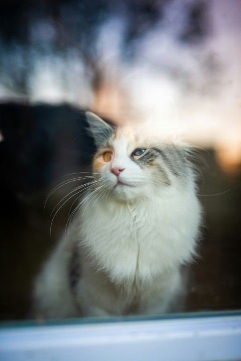 white and brown cat on brown wooden table