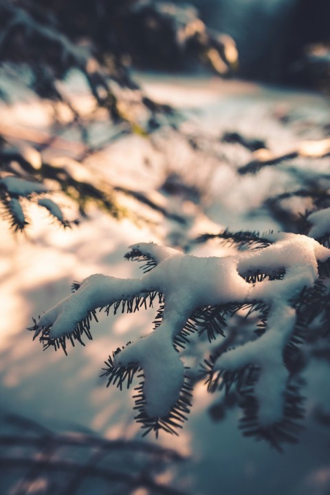 snow covered tree branches during daytime