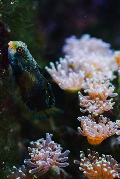 blue and yellow fish in water