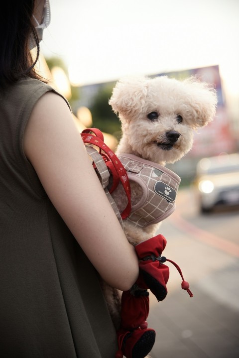 a woman carrying a small white dog in a carrier 82QXv