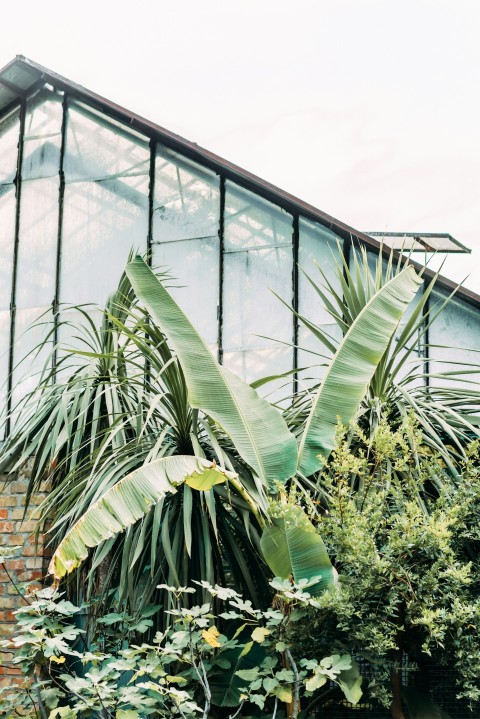 green palm tree inside greenhouse