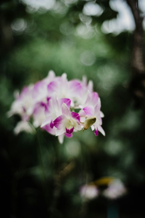 purple and white flower in tilt shift lens