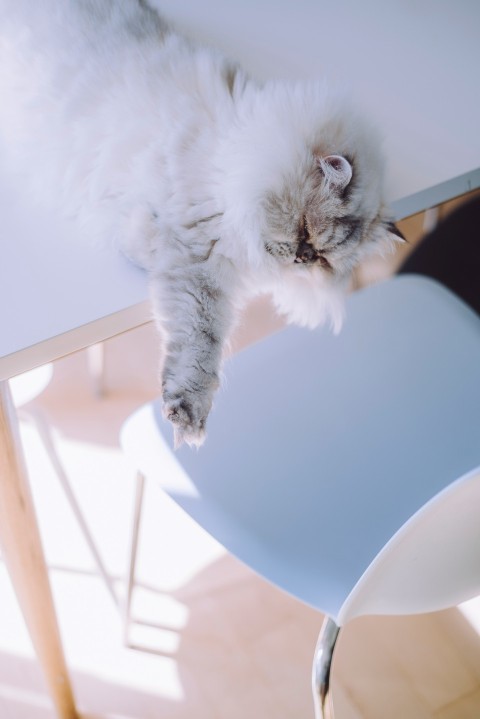 long fur white cat