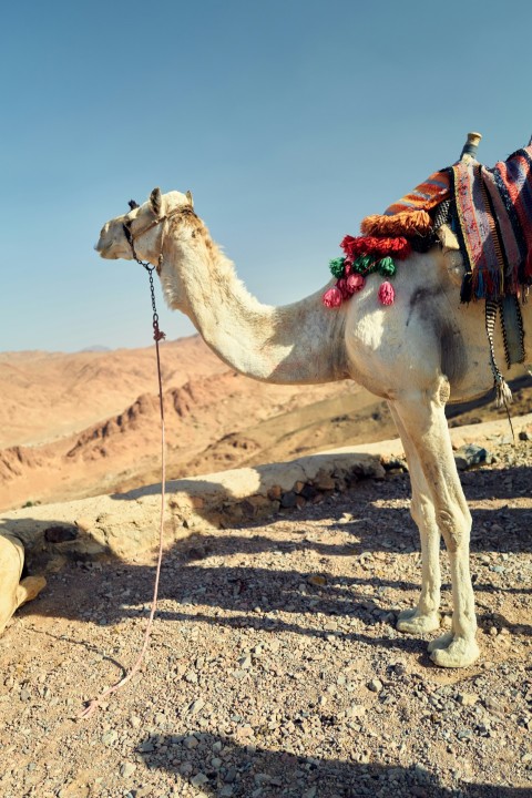 a camel with flowers on its head