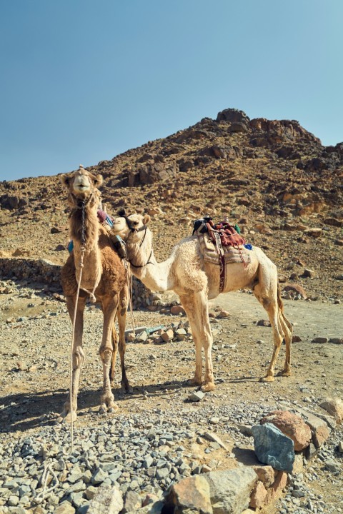 a couple camels with saddles on their backs