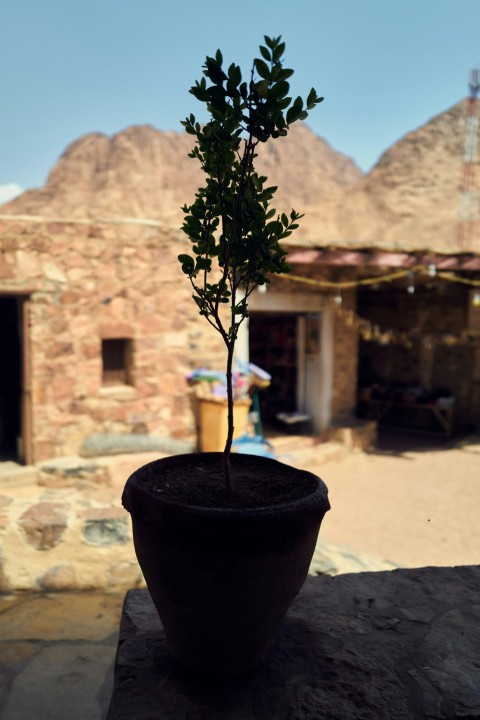 a potted tree in front of a stone building