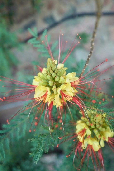 a close up of a flower