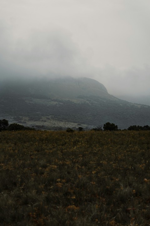 a large grassy field with a mountain in the background