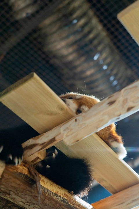 a panda bear sitting on top of a wooden beam