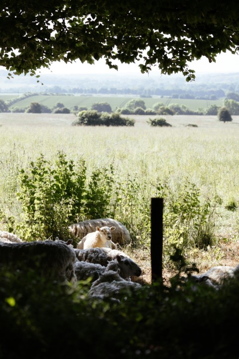 a view of a field from a distance