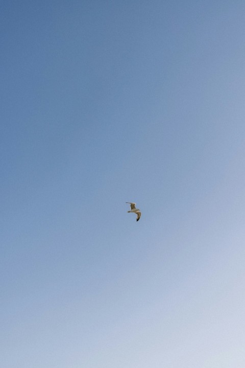 a seagull flying in a clear blue sky