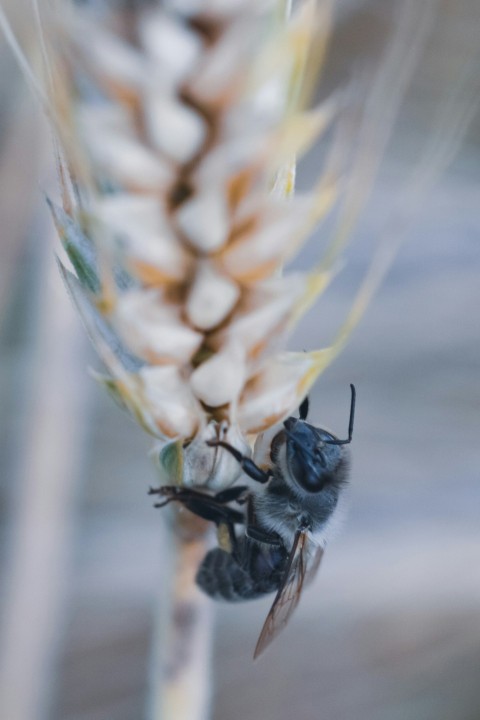 a close up of a flower with a bug on it