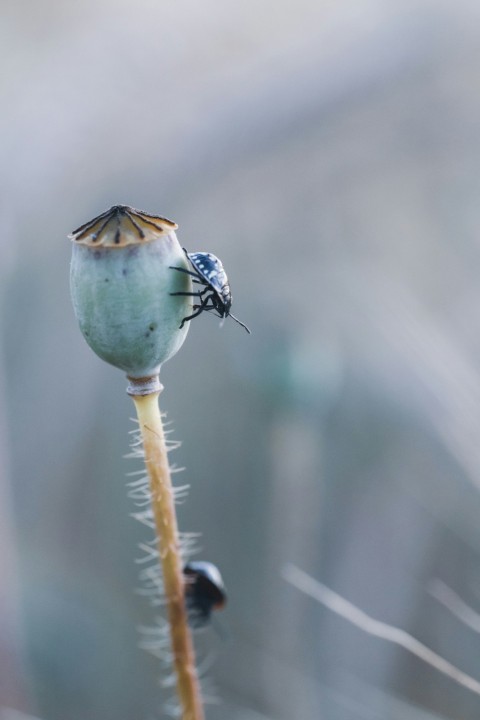 a bug sitting on top of a flower in a field