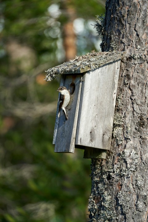 a birdhouse hanging from a tree in a forest