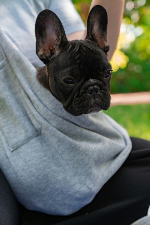 a small black dog sitting on a persons lap